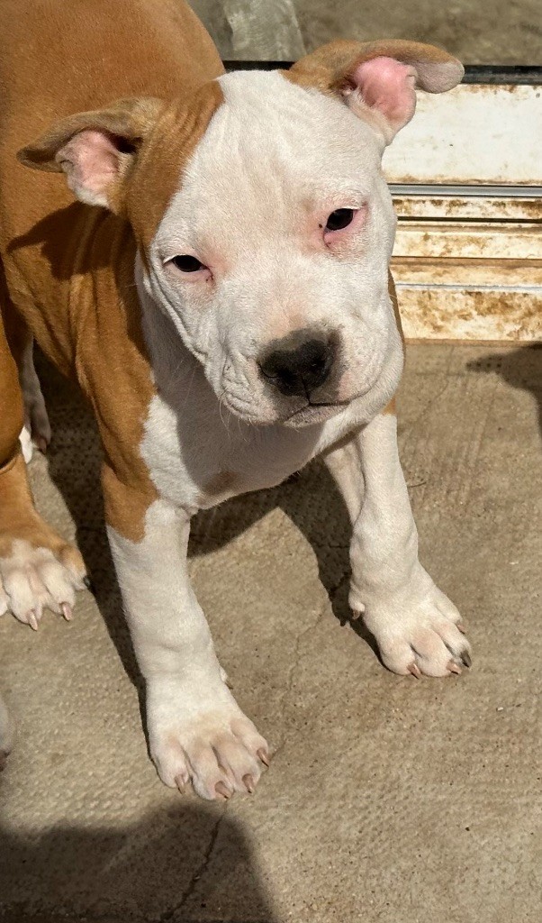 Mighty Red Kennel - Chiot disponible  - American Staffordshire Terrier