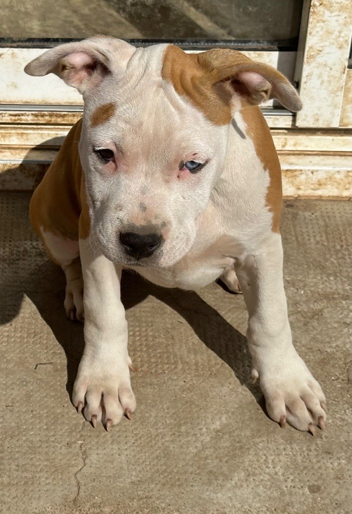 Mighty Red Kennel - Chiot disponible  - American Staffordshire Terrier