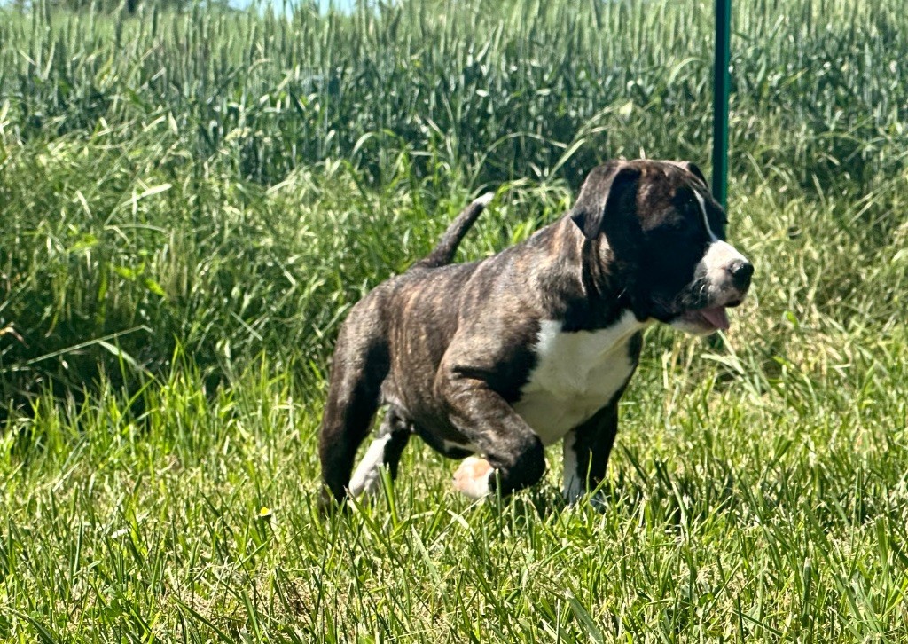 Amnésia to the love of Mighty Red Kennel