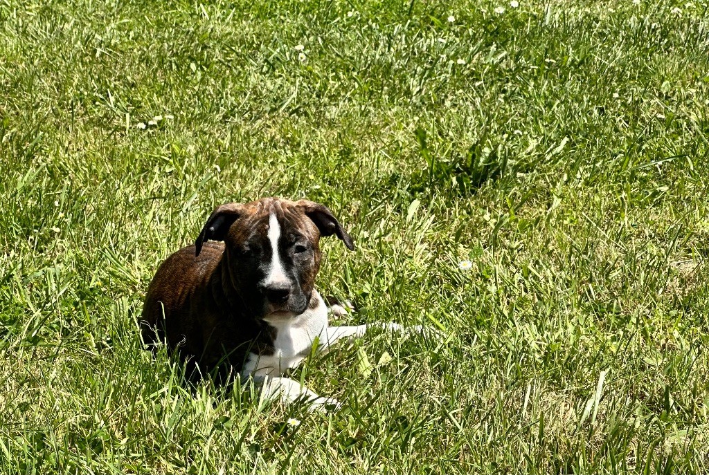 Avenger brindle of Mighty Red Kennel