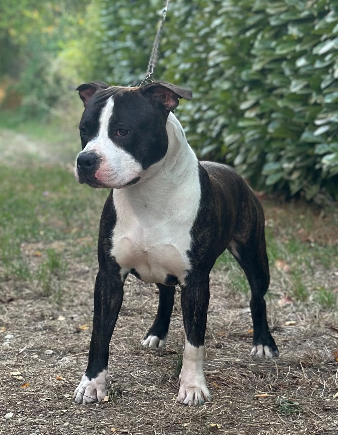 CH. A Little Avenger Brindel Mighty Red Kennel