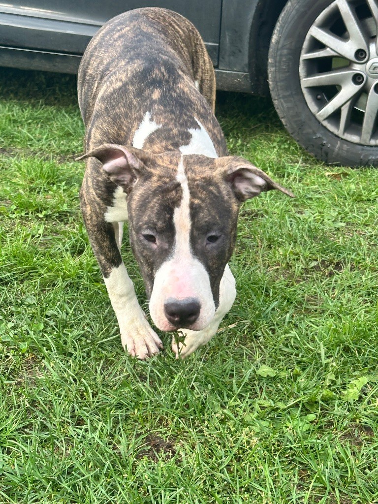 Mighty Red Kennel - Chiots disponibles - American Staffordshire Terrier