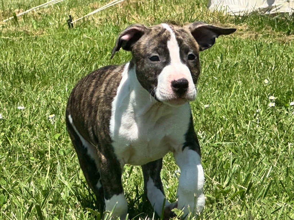Mighty Red Kennel - Chiots disponibles - American Staffordshire Terrier