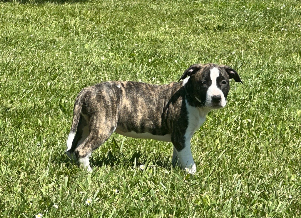 Mighty Red Kennel - Chiots disponibles - American Staffordshire Terrier
