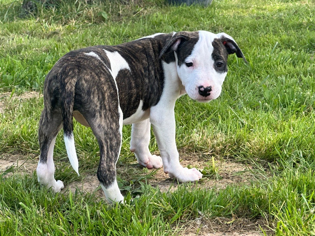 Mighty Red Kennel - Chiots disponibles - American Staffordshire Terrier