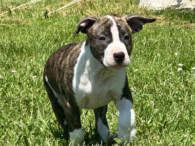 CHIOT 3