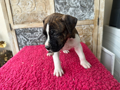 CHIOT 2