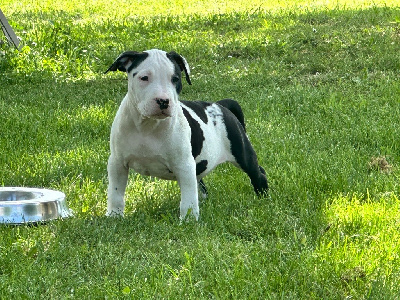 CHIOT 4
